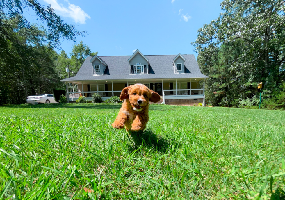 Cavapoo Pup Being Cute
