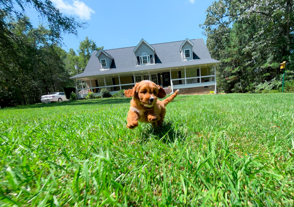 Best Cavapoo Baby