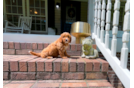 Cavapoo Pup Being Cute