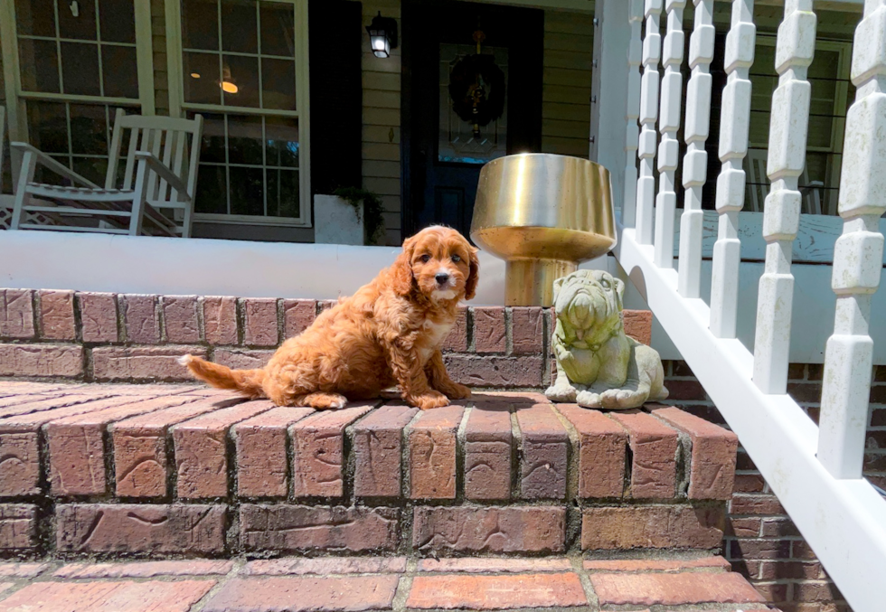 Cavapoo Pup Being Cute