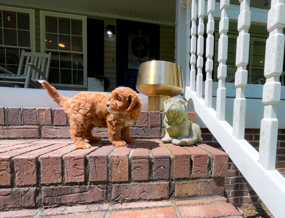 Cute Cavapoo Baby