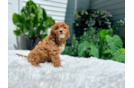 Cute Cavadoodle Poodle Mix Puppy