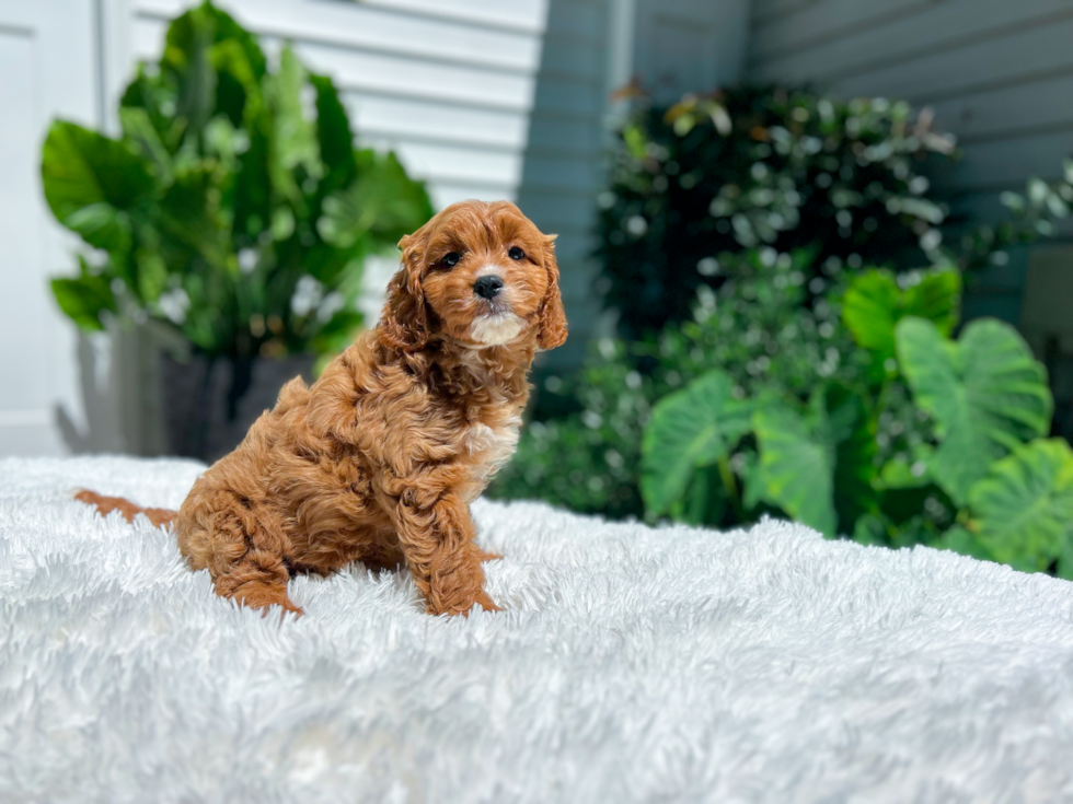 Cute Cavadoodle Poodle Mix Puppy