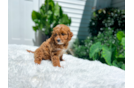 Cavapoo Pup Being Cute