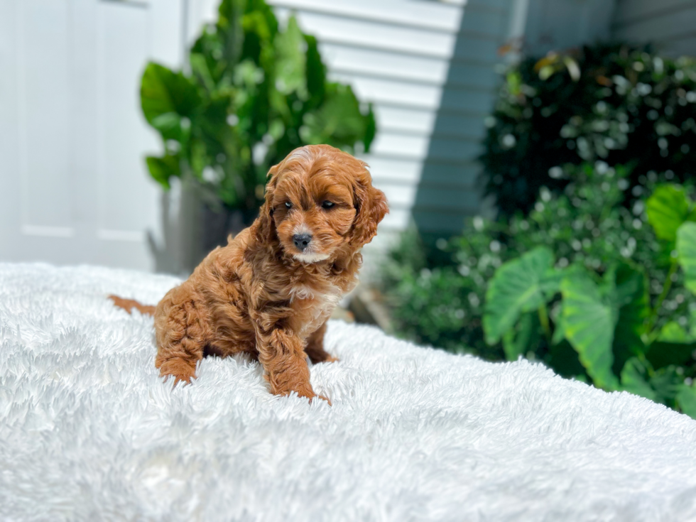 Cavapoo Pup Being Cute