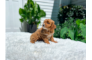 Cavapoo Pup Being Cute