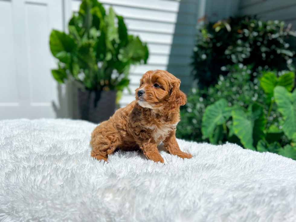 Cavapoo Pup Being Cute