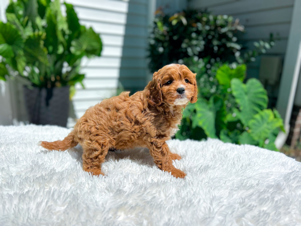 Cavapoo Pup Being Cute