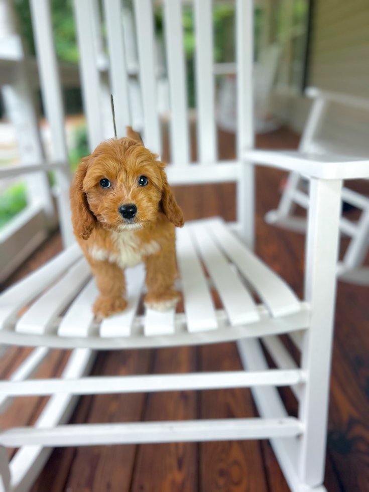 Cute Cavapoo Baby