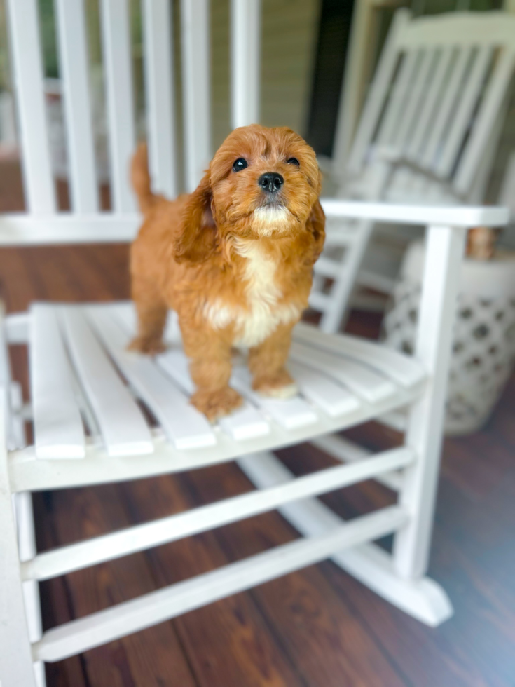 Cavapoo Pup Being Cute