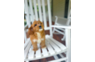 Cavapoo Pup Being Cute