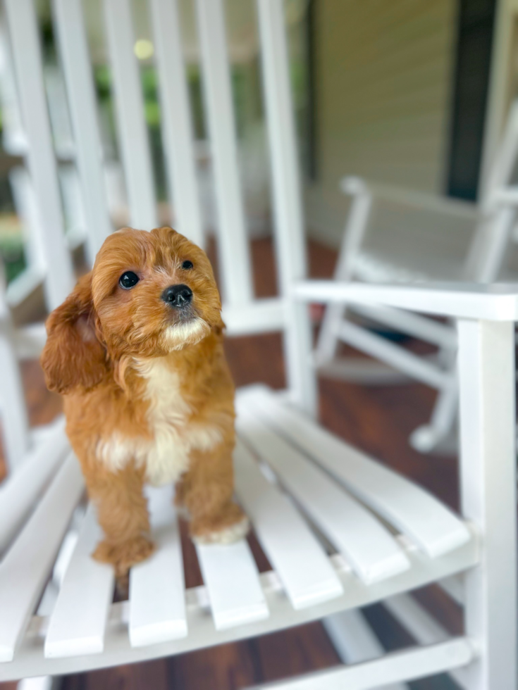 Cavapoo Pup Being Cute