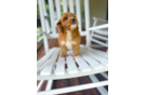 Cavapoo Puppy for Adoption