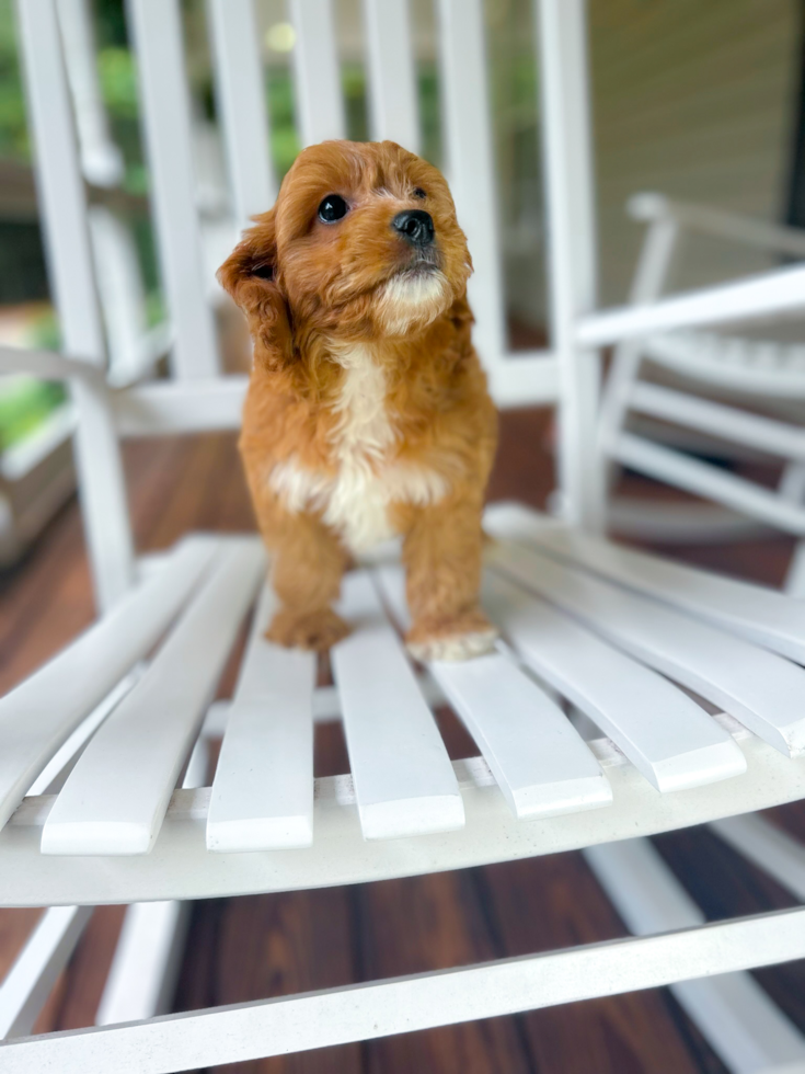 Cavapoo Puppy for Adoption