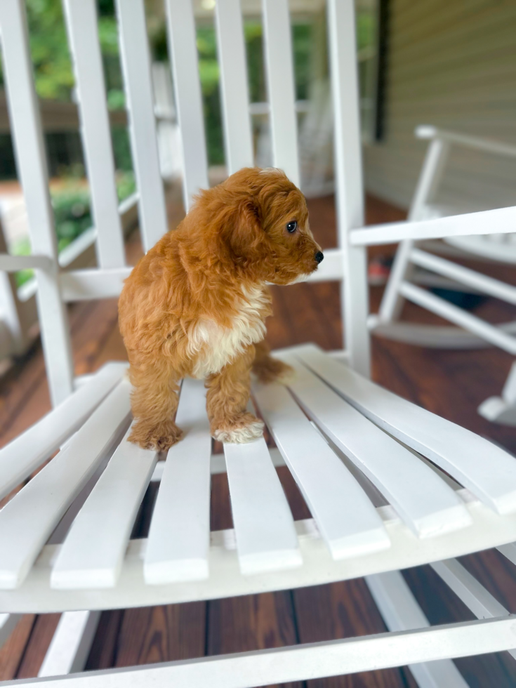 Cute Cavapoo Baby