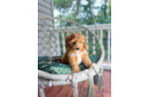 Cute Cavapoodle Poodle Mix Puppy