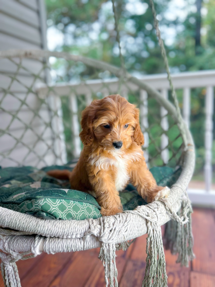 Cute Cavapoodle Poodle Mix Puppy