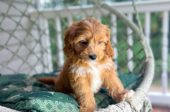 Cute Cavapoodle Poodle Mix Puppy