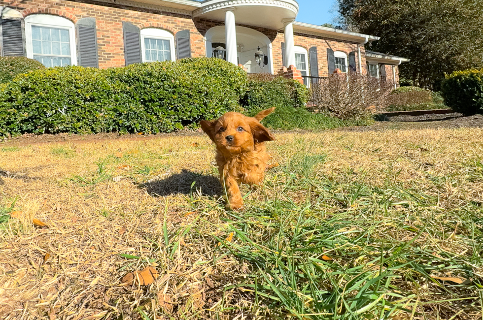 10 week old Cavapoo Puppy For Sale - Simply Southern Pups