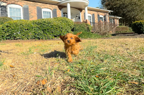 Cavapoo Puppy for Adoption