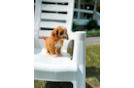 Cute Cavapoo Baby