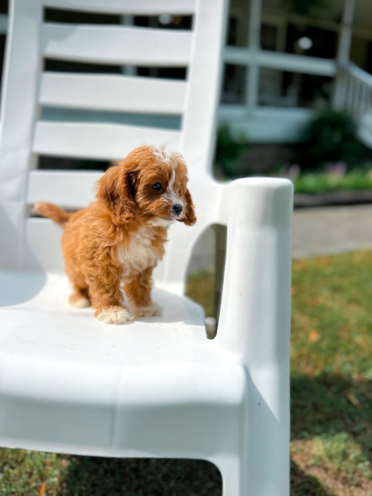 Cute Cavapoo Baby