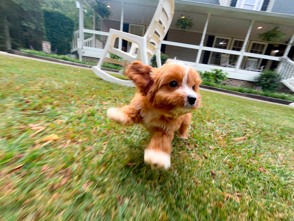 Cavapoo Puppy for Adoption