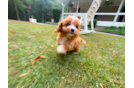 Cute Cavapoo Poodle Mix Pup