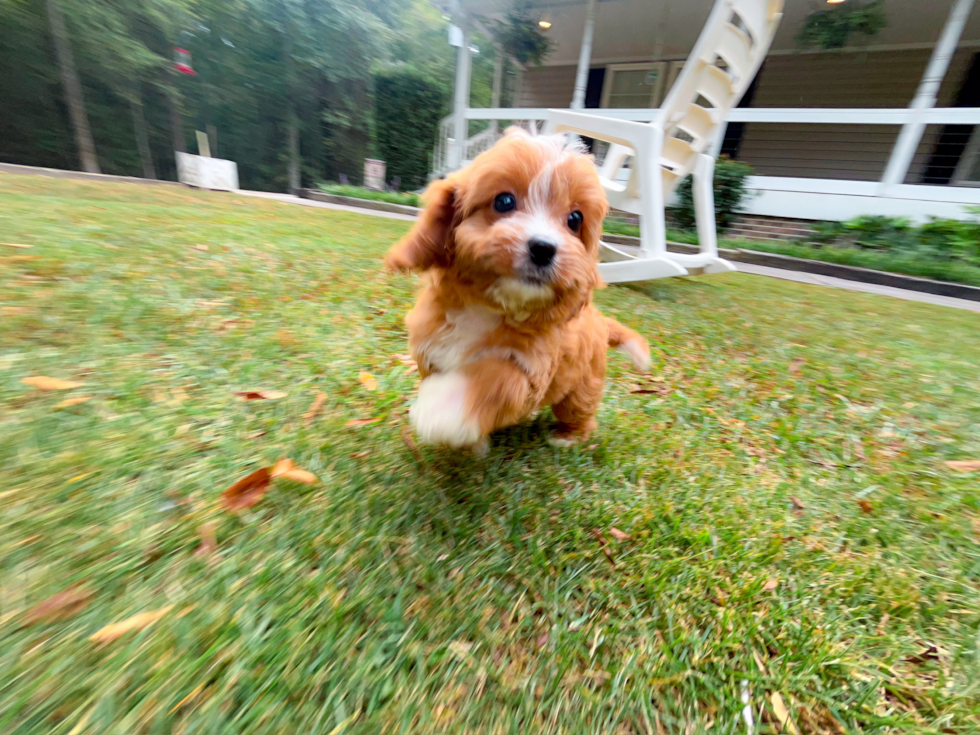 Cute Cavapoo Poodle Mix Pup