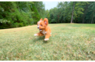 Cute Cavapoo Baby