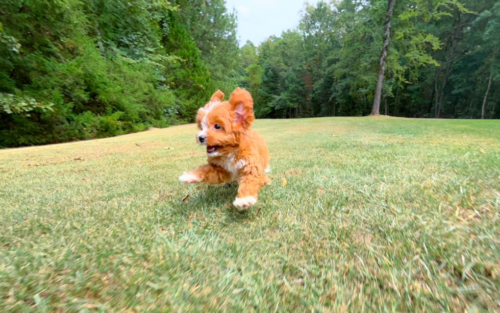 Cute Cavapoo Baby