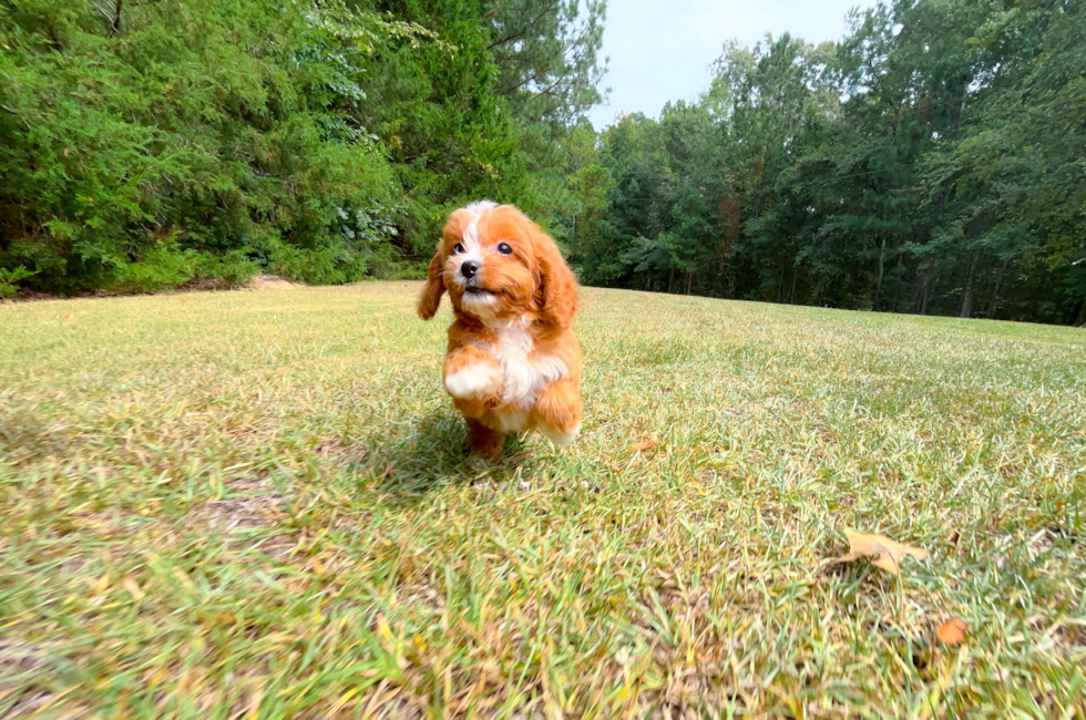 9 week old Cavapoo Puppy For Sale - Simply Southern Pups