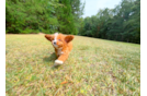 Cavapoo Pup Being Cute