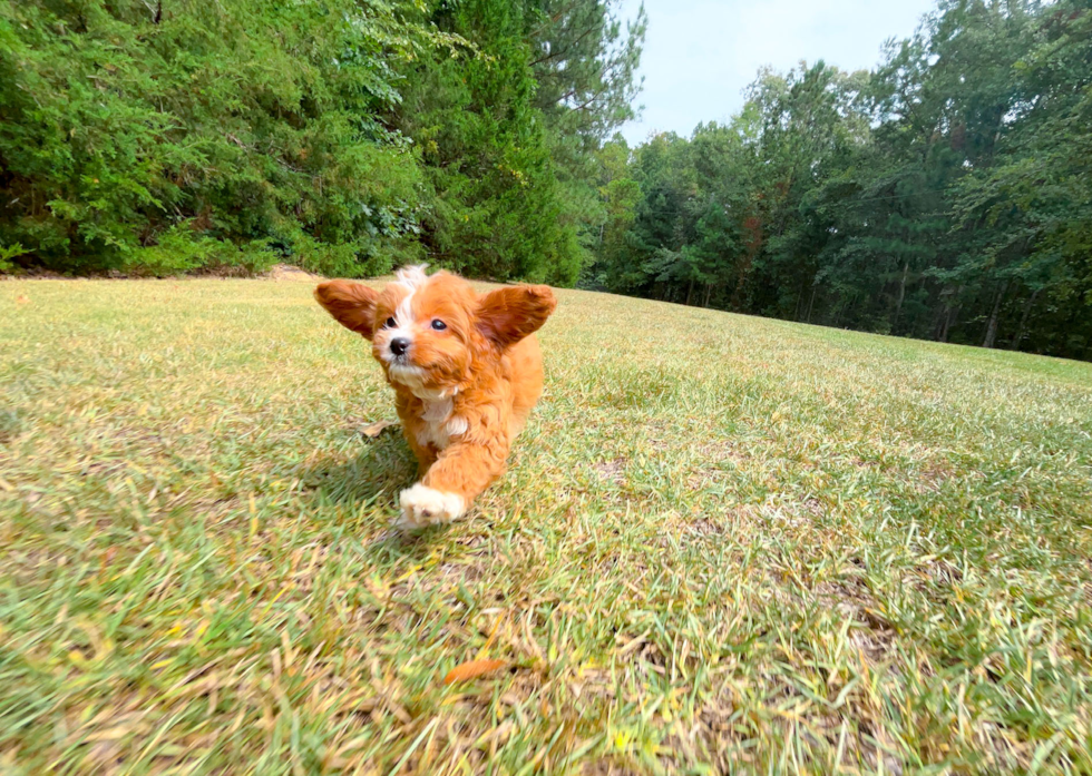 Cavapoo Pup Being Cute