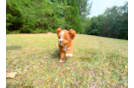 Cute Cavapoo Baby