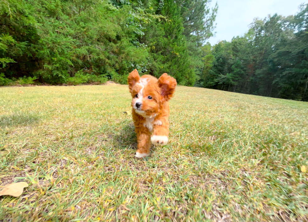 Cute Cavapoo Baby