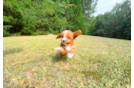 Cute Cavapoodle Poodle Mix Puppy