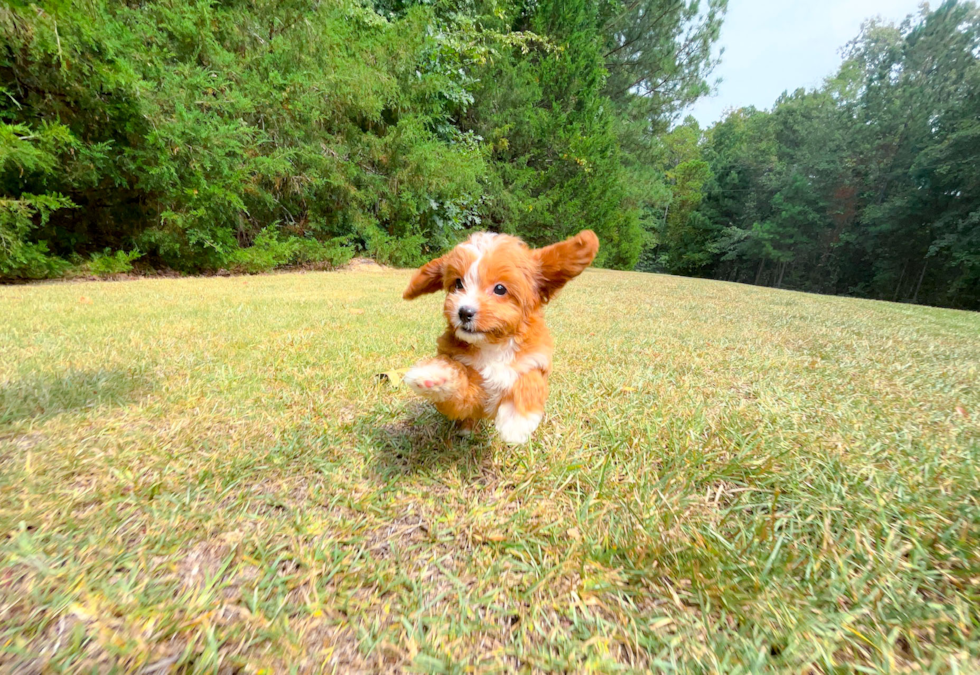 Cute Cavapoodle Poodle Mix Puppy