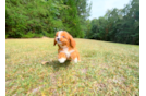 Cavapoo Puppy for Adoption