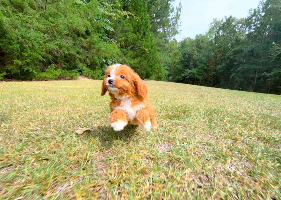 Cavapoo Puppy for Adoption