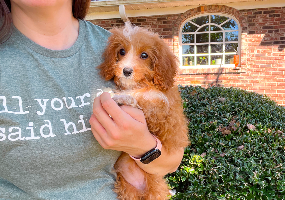 Cute Cavapoo Baby