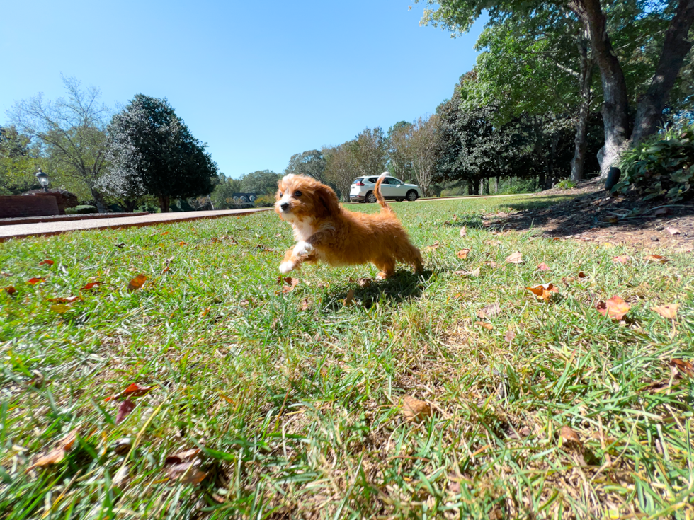 Cavapoo Puppy for Adoption