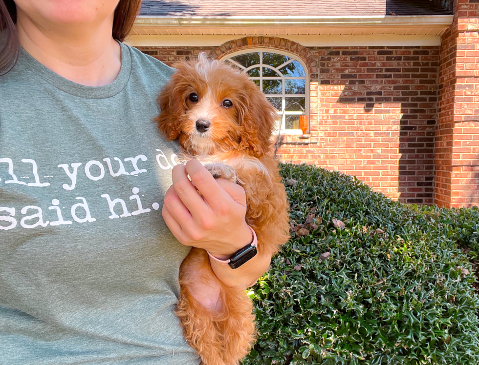 Cavapoo Pup Being Cute