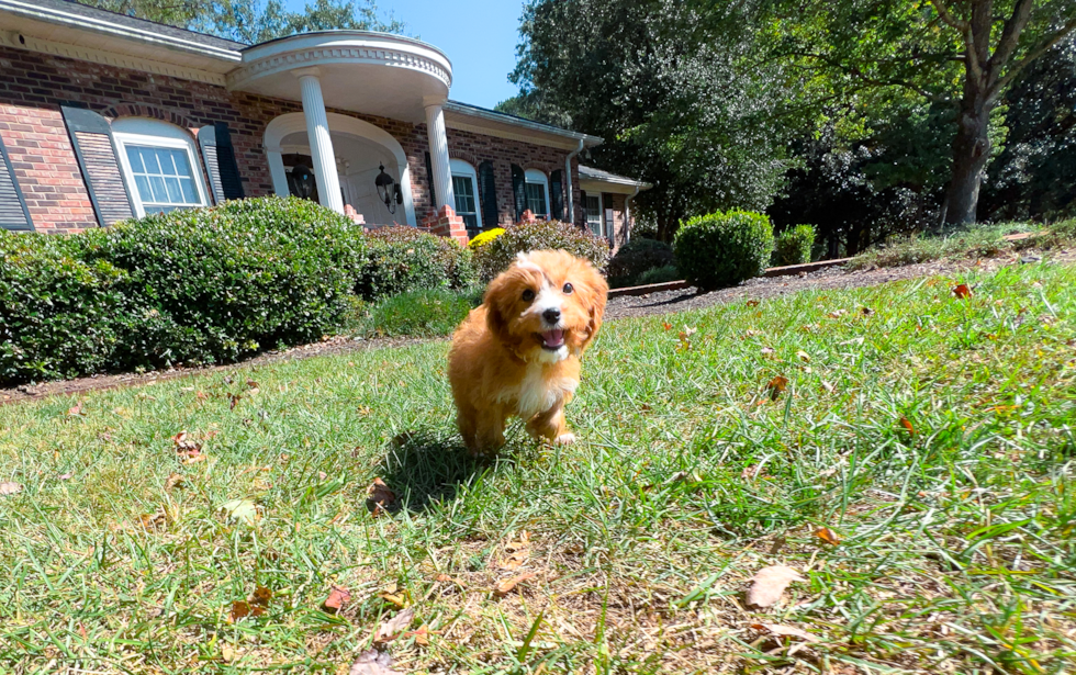 Cute Cavapoo Baby