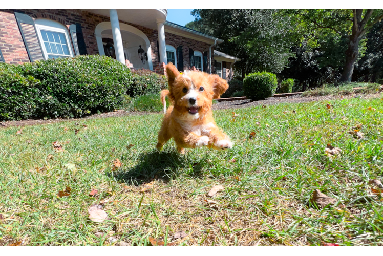 Cavapoo Puppy for Adoption