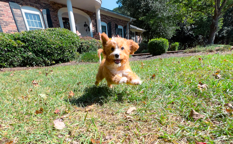 Cavapoo Puppy for Adoption