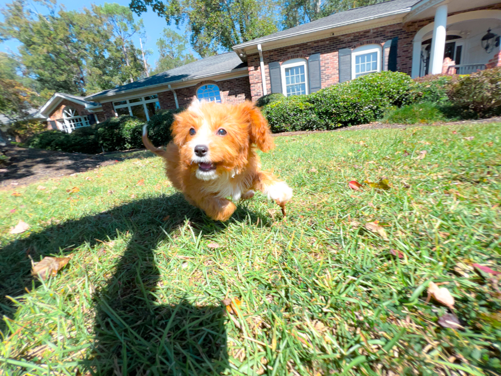 Cavapoo Pup Being Cute