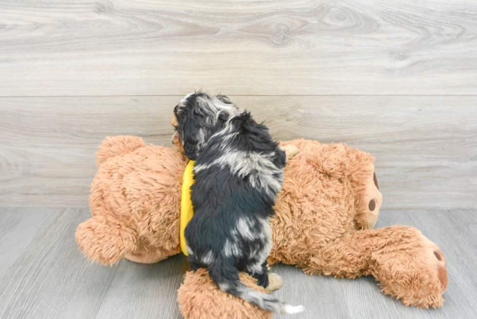 Cavapoo Pup Being Cute
