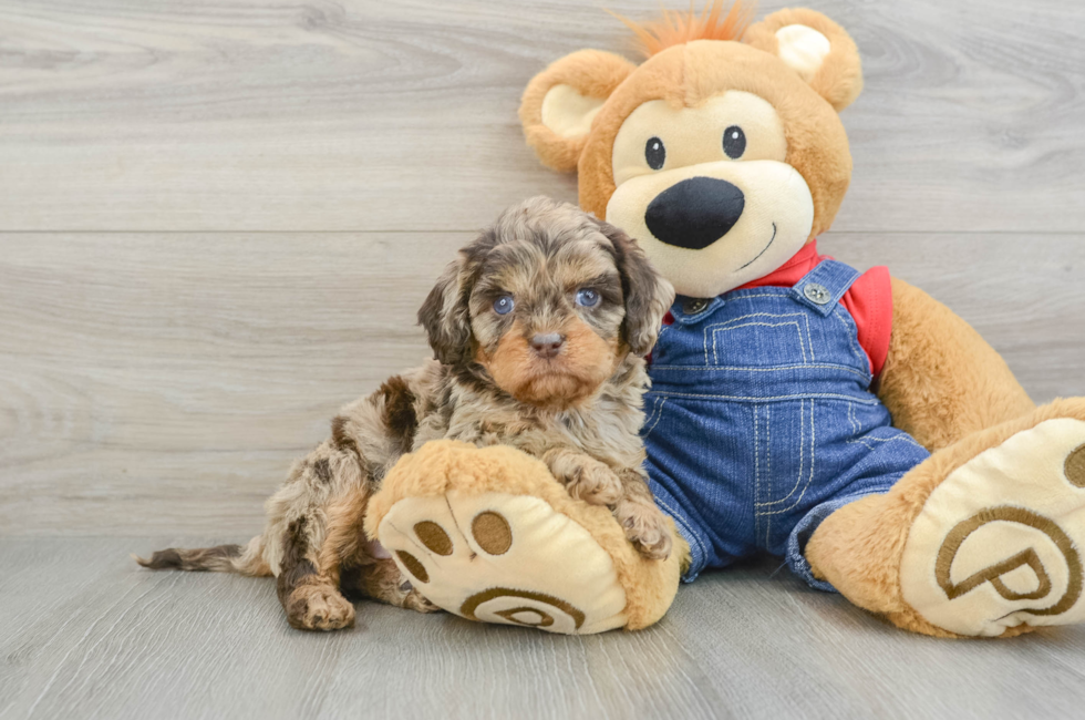 5 week old Cavapoo Puppy For Sale - Simply Southern Pups