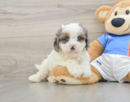 9 week old Cavapoo Puppy For Sale - Simply Southern Pups